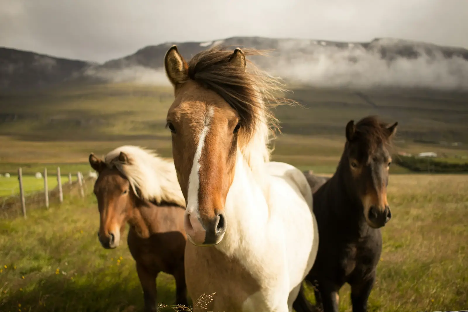 Icelandic horses with manes in the wind in the mountains